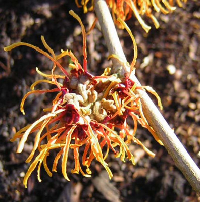 77Hamamelis_int_GlowingEmbers.jpg