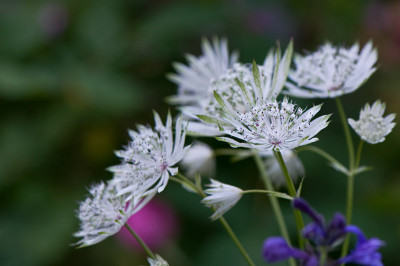 Astrantia-M-F-Saemling-Jun2309.jpg