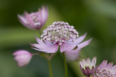 Astrantia-Saemling-Jun2309.jpg