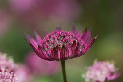 Astrantia-roter-Saemling-Jun2309.jpg