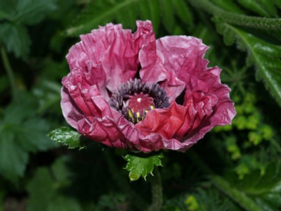 Mohn_Pretty_Plum.jpg