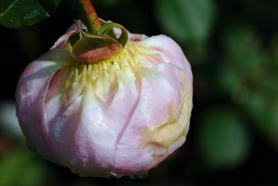 Rosa_Geoff_Hamilton_1_21-06-2009.jpg
