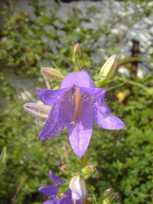 PICT3005.JPG