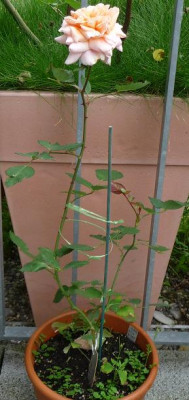 Reve_apricot_02.JPG