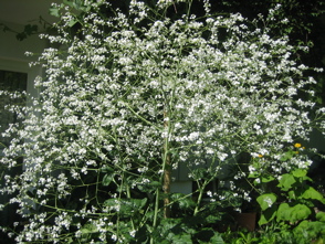 IMG_3560.jpg