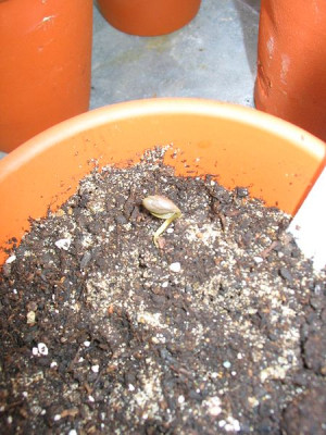 Eranthis_stellata_hoffentlich.jpg