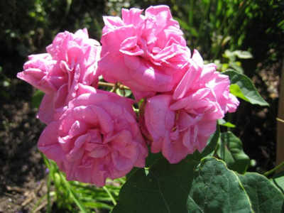 IMG_5599_Small.JPG