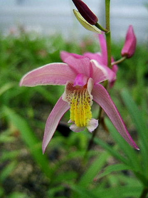 DSCF9484.JPG