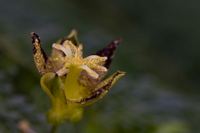 Tricyrtis-Golden-Leopard-Jun2409.jpg