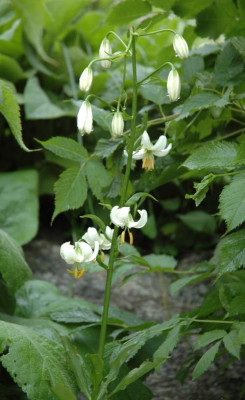 DSC_2818martagon_album.jpg