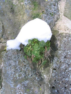 Campanula.jpg