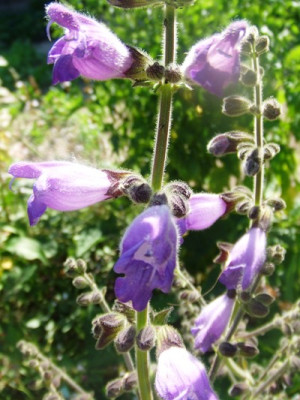 Salvia...jpg