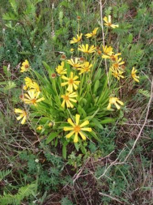 Coreopsis_ue.JPG