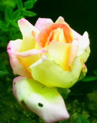 FeudorII24-06-2009.jpg