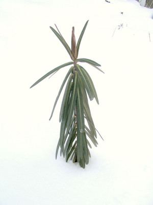 Wolfsmilch_im_Schnee.jpg