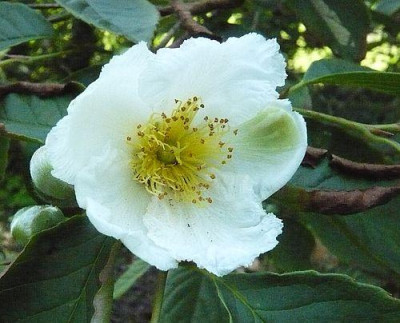 Stewartia_pseudocamellia_var._koreana__fars_2009.jpg