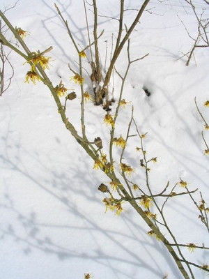 Hamamelis_Pallida.jpg