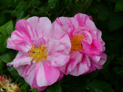 DSCF2097-k.jpg