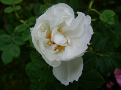 DSCF2090-k.jpg