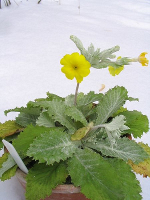 Primula_boveana.jpg
