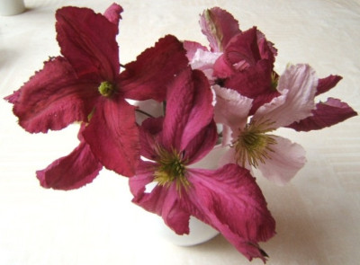 Grandiflora_Sanguinea-Entel.JPG