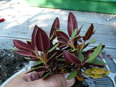 Maculiferum_Hybride_fars_2009.jpg
