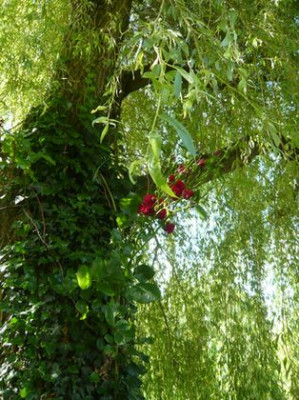 Weidenroschen_fars_2009.jpg