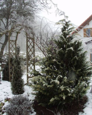 Thuja_im_Winter2.jpg