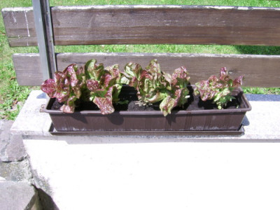 pfluecksalat01.jpg