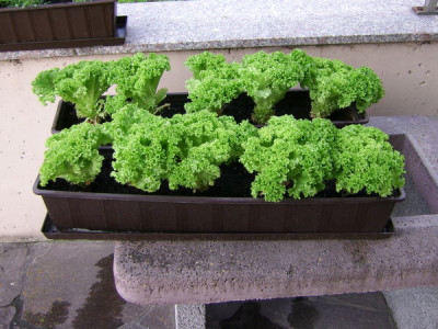 pfluecksalat02.jpg