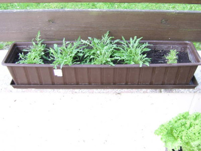 rucola.jpg