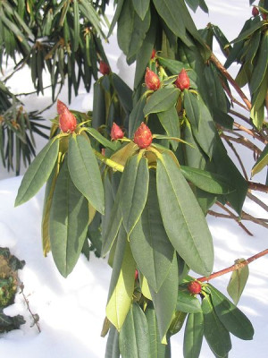 Rhododendron_Taurus.jpg