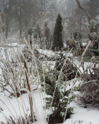 Thuja_im_Winter3.jpg