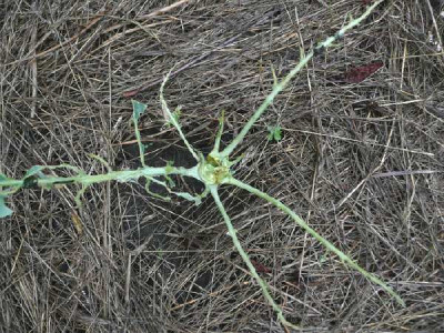0_kohlrabi.jpg