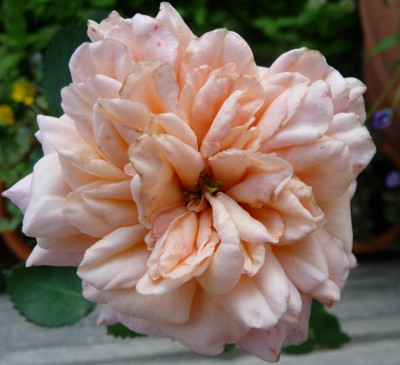 Reve_apricot_06_09_15.JPG