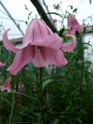 DSCF9437.JPG