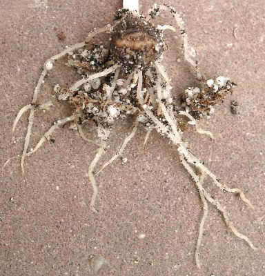 04060007_eArisaema_spec_Wurzel.JPG