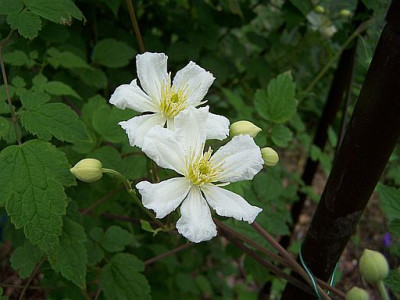 100_2086_CLEMATIS_potaninii_Yunnan___500.jpg