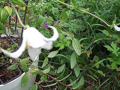 100_2088_Clematis_herb._white___400.jpg