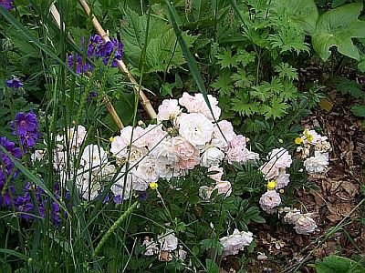 100_2115_Rose_Ghislaine_de_Feligonde__400.jpg