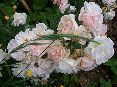 100_2116_Rose_ancienne_Ghislaine_de_Feligonde_bouquet___500.jpg