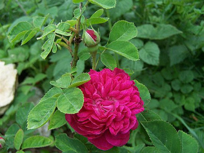 100_2113_Rose_ancienne____500.jpg