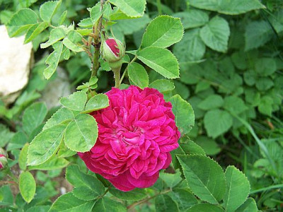 100_2114_Rose_ancienne_2_____500.jpg