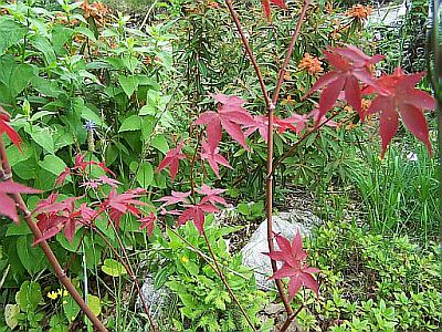 100_2071_ACER_Japan____400.jpg