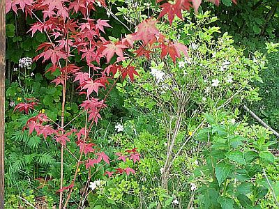 100_2072_Acer_sp._ex_Japan____400.jpg