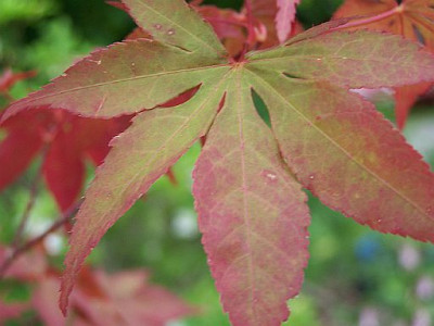 100_2073_ACER_sp._leaf____500.jpg