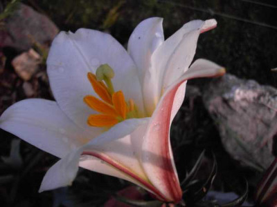 K640_PICT0238.JPG