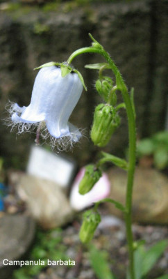 Campanula_barbata_6.09.__6451.jpg