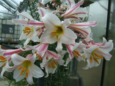 DSCF9464.JPG