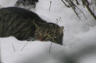 Peppi-Feb.jpg